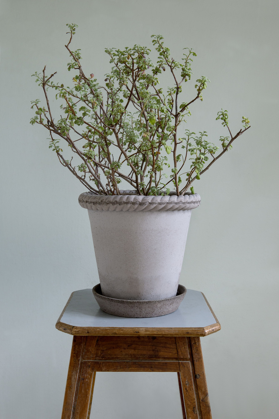 Emilia RAW Grey potte med underskål
